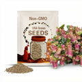 Kirigami Oregano 50 Seeds Ornamental Oregano Trailing Oregano Seeds