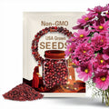 Cosmos Cranberries Double click - 25 Seeds - Frazzled Petals - C. bipinnatus