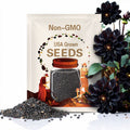Black Beauty Dahlia Seeds, Dahlia Variabliis DH0210