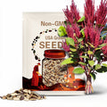 NATIVE! Giant Red Amaranth seeds 50 Free Shipping