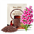 Brilliant Phlox Seeds | Phlox Drummondii | Non-GMO | Flower Seeds | Seed Store | 1238