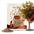 Shantung Maple Tree (Acer Truncatum) Seeds