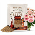 NEW! 5 Double Milkshake Joybera Gerbera Daisy Seeds, Gerbera Jamesonii GE1105
