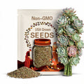 Rare Echeveria Simulans Mix Seeds - 20 Seeds