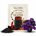 25+ Black Purple Coleus Seeds – Bold Foliage – Easy Grow Shade Plant